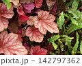 Coral bells leaves growing in a garden. 142797362