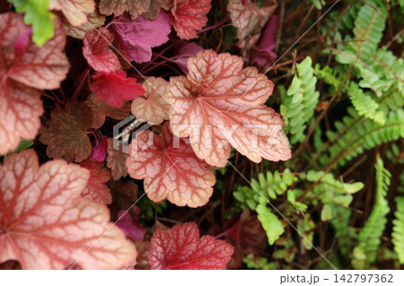 Coral bells leaves growing in a garden. Coral bells leaves growing in a garden. 142797362