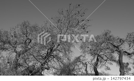 burned trees and dramatic landscape burned trees and dramatic landscape 142797434