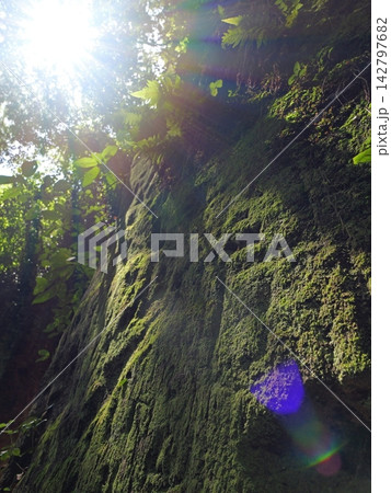 太陽の光が降り注ぐ苔むした猿島要塞跡の石壁 太陽の光が降り注ぐ苔むした猿島要塞跡の石壁 142797682