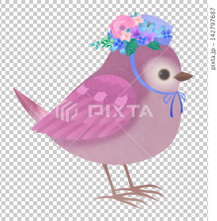 Cute little bird Cute little bird 142797687