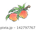 絵手紙風の木になる桃のイラスト 142797767