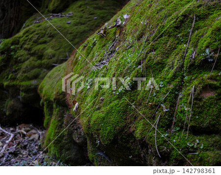 Moss-covered rocks in a forest landscape Moss-covered rocks in a forest landscape 142798361