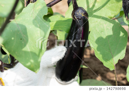 家庭菜園で収穫間近の茄子を持つ男性(8月)ナスの収穫 家庭菜園で収穫間近の茄子を持つ男性(8月)ナスの収穫 142798698