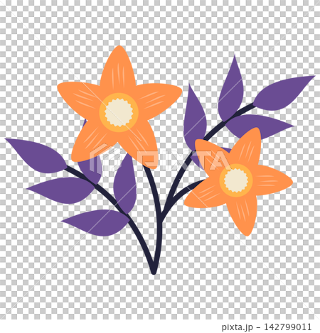 Flat style icon illustration of orange star flowers with purple leaves isolated on transparent background. Colorful graphic design element clip art for stationery letter assets. Flat style icon illustration of orange star flowers with purple leaves isolated on transparent background. Colorful graphic design element clip art for stationery letter assets. 142799011