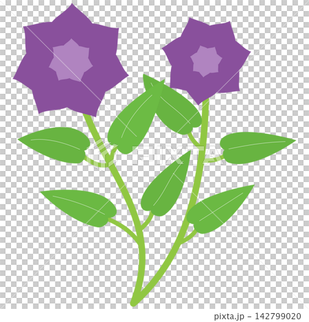 Flat style icon illustration of purple star flowers on green leaf stem isolated on transparent background. Colorful graphic design element clip art for card envelope assets. Flat style icon illustration of purple star flowers on green leaf stem isolated on transparent background. Colorful graphic design element clip art for card envelope assets. 142799020
