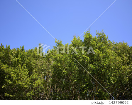 Fresh woodland scenery with blooming nature Fresh woodland scenery with blooming nature 142799092