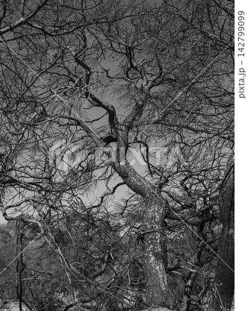 burned trees and dramatic landscape burned trees and dramatic landscape 142799099
