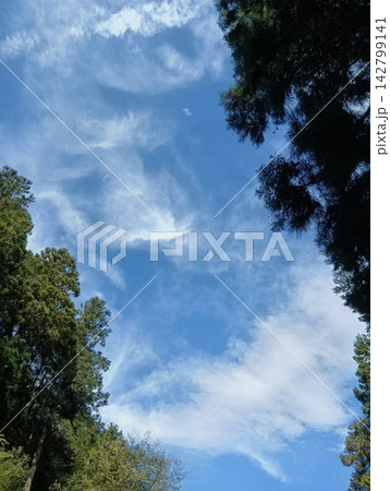 森の木陰からのぞく青空 142799141