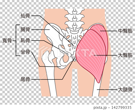 Gluteus maximus and gluteus medius; bones around the pelvis; hip joint Gluteus maximus and gluteus medius; bones around the pelvis; hip joint 142799335