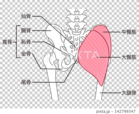 Gluteus maximus and gluteus medius; bones around the pelvis; hip joint 142799347