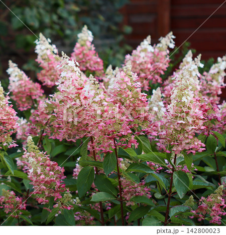 Panicle hydrangeas showcasing their beautiful pink and white blossoms. Close up view of the flowering shrub Panicle hydrangeas showcasing their beautiful pink and white blossoms. Close up view of the flowering shrub 142800023