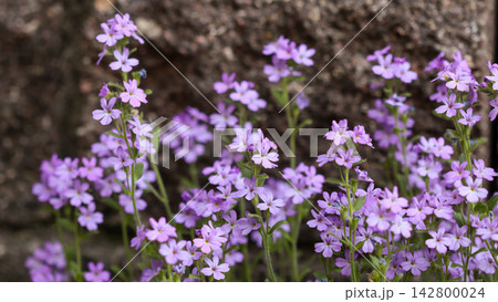 Delicate purple Aubrieta flowers flourishing against a rough stone wall, showing fresh spring growth and natural beauty Delicate purple Aubrieta flowers flourishing against a rough stone wall, showing fresh spring growth and natural beauty 142800024