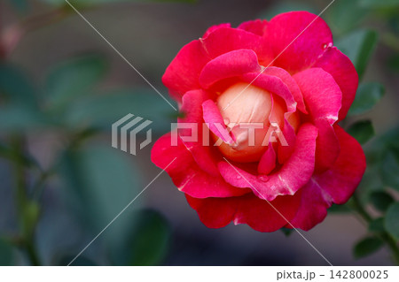 Red rose bloom displaying soft peach tones at its core, surrounded by bright red petals with subtle white accents and water drops Red rose bloom displaying soft peach tones at its core, surrounded by bright red petals with subtle white accents and water drops 142800025