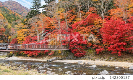 紅葉の中を流れる川と紅の吊橋 塩原温泉郷 紅葉の中を流れる川と紅の吊橋 塩原温泉郷 142800187