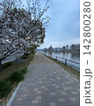 川沿いと桜 142800280
