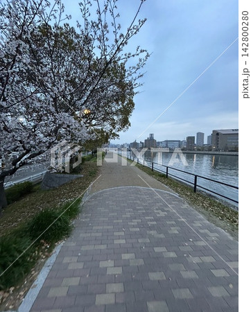 川沿いと桜 142800280