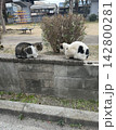ネコが公園で見つめ合っている 142800281