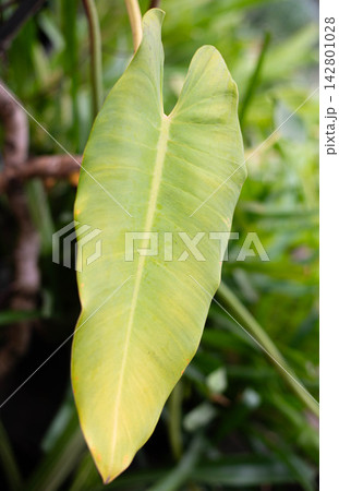 Close-up of a large heart-shaped philodendron leaf with light green color in a garden. Perfect for tropical botanical, foliage background, indoor plant, houseplant, and eco-friendly design projects. 142801028