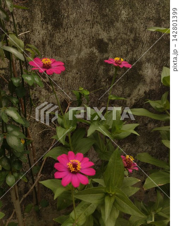 Vibrant Pink Zinnia Flowers Blooming with Green Foliage in Outdoor Garden Vibrant Pink Zinnia Flowers Blooming with Green Foliage in Outdoor Garden 142801399