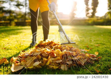 Person is raking large pile of fallen leaves in public park. Scene takes place on grassy area. 142801430