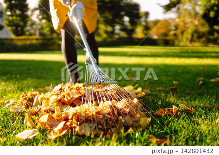 Person is raking large pile of fallen leaves in public park. Scene takes place on grassy area. 142801432