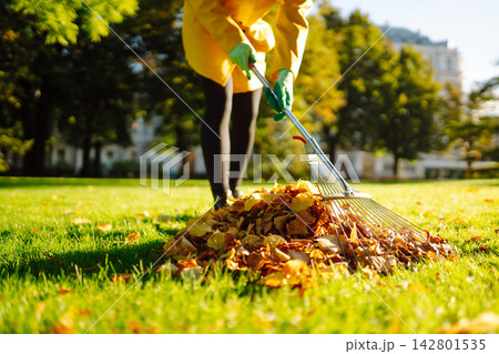 Person is raking large pile of fallen leaves in public park. Scene takes place on grassy area. Person is raking large pile of fallen leaves in public park. Scene takes place on grassy area. 142801535