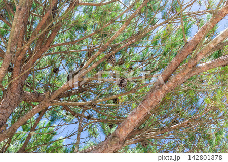 Look up through lush green pine tree branches adorned with rustic pine cones against a bright, clear blue sky. This fresh, peaceful nature background evokes serene calm. Nobody. Look up through lush green pine tree branches adorned with rustic pine cones against a bright, clear blue sky. This fresh, peaceful nature background evokes serene calm. Nobody. 142801878