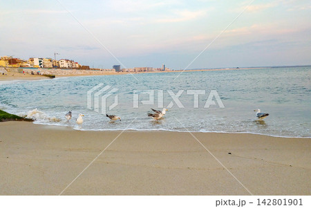 Tranquil coastal beach scene with wild seagulls wading in soft ocean waves on clean sand, a distant city under a serene sky. Evokes peaceful, calm vibes. Ideal for travel, nobody. 142801901