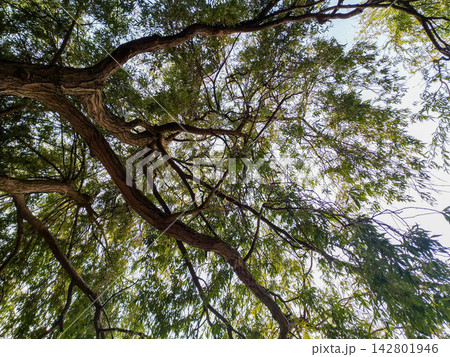 Looking up through sprawling green tree branches against a bright sky, this low angle view evokes peace, growth, and shelter. Perfect for nature backgrounds. Nobody. Looking up through sprawling green tree branches against a bright sky, this low angle view evokes peace, growth, and shelter. Perfect for nature backgrounds. Nobody. 142801946