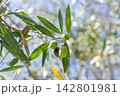 A closeup of fresh green olives ripening on a leafy branch under a bright sunny sky, evoking rustic Mediterranean warmth. Perfect for natural food and harvest concepts. Nobody. 142801981