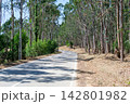 Scenic winding asphalt road cutting through a serene, tall eucalyptus forest on a bright sunny day, evoking a peaceful sense of journey and quiet escape nobody is in sight. 142801982
