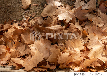 Pile of dry brown plane tree leaves accumulated on the ground in autumn Pile of dry brown plane tree leaves accumulated on the ground in autumn 142802425