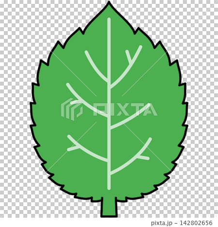 Flat style icon illustration of green mint leaf with veins isolated on transparent background. Graphic design element clip art for herbal aromatic plant assets. 142802656