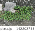 道の真ん中に生えるシロツメクサ（クローバー） 142802733