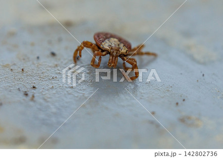 血を吸うタカサゴキララマダニ 血を吸うタカサゴキララマダニ 142802736