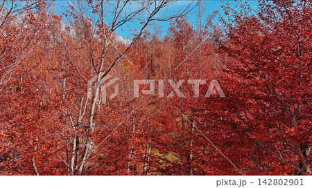 Landscape of autumn beech forest with red foliage and blue sky 142802901