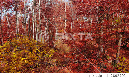 Landscape of autumn beech forest with red foliage Landscape of autumn beech forest with red foliage 142802902