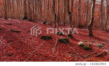 Landscape of autumn beech forest with red foliage Landscape of autumn beech forest with red foliage 142802903