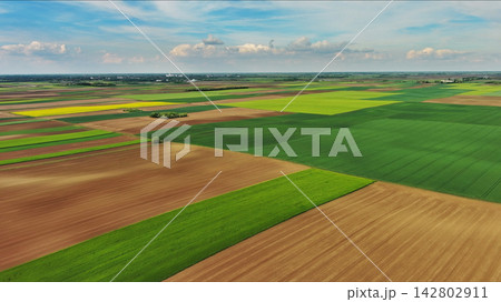 Green wheat field on hills under blue sky with clouds Green wheat field on hills under blue sky with clouds 142802911