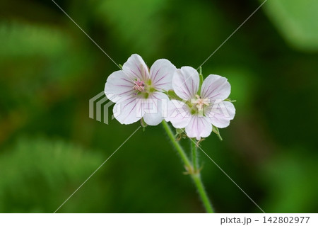 二輪のゲンノショウコの花 二輪のゲンノショウコの花 142802977