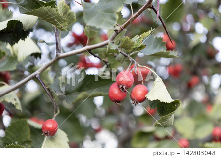 Fresh red hawthorn berries hanging on a thorny tree branch with green leaves. Beautiful autumn nature photography showcasing ripe medicinal fruit growing outdoors in the garden during sunny day Fresh red hawthorn berries hanging on a thorny tree branch with green leaves. Beautiful autumn nature photography showcasing ripe medicinal fruit growing outdoors in the garden during sunny day 142803048