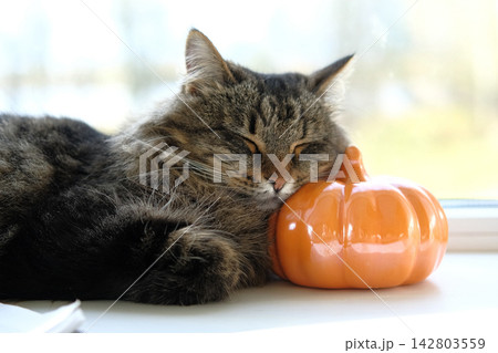 Tabby cat sleeping with head on ceramic pumpkin on windowsill. Domestic pet resting near window. Close up of long hair kitten taking a nap for autumn season theme. 142803559