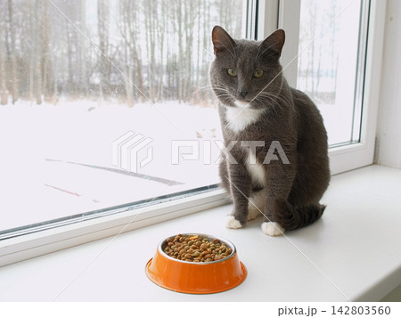 Striped tabby cat eating dry food from an orange bowl close up. Portrait of domestic kitten dining near white window. Front view of fluffy grey pet having lunch. Feline nutrition ad concept. Striped tabby cat eating dry food from an orange bowl close up. Portrait of domestic kitten dining near white window. Front view of fluffy grey pet having lunch. Feline nutrition ad concept. 142803560