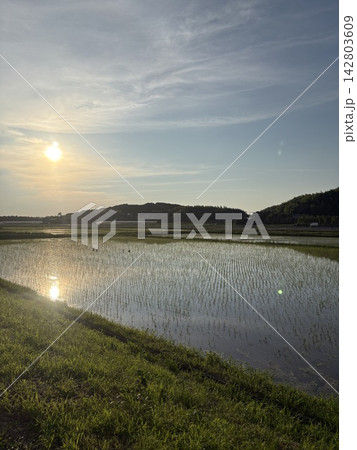 田んぼに映る夕日 田んぼに映る夕日 142803609