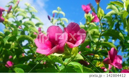 Vibrant Purple Allamanda Flowers Blooming Against Blue Sky Vibrant Purple Allamanda Flowers Blooming Against Blue Sky 142804412