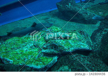 海底を泳ぐサメの水中風景 海底を泳ぐサメの水中風景 142804436