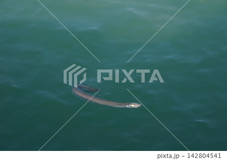 海を泳ぐウナギの写真 142804541