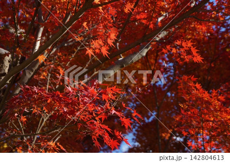 真っ赤な紅葉 142804613