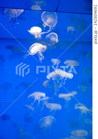 幻想的なクラゲの群れが広がる水族館 幻想的なクラゲの群れが広がる水族館 142804691